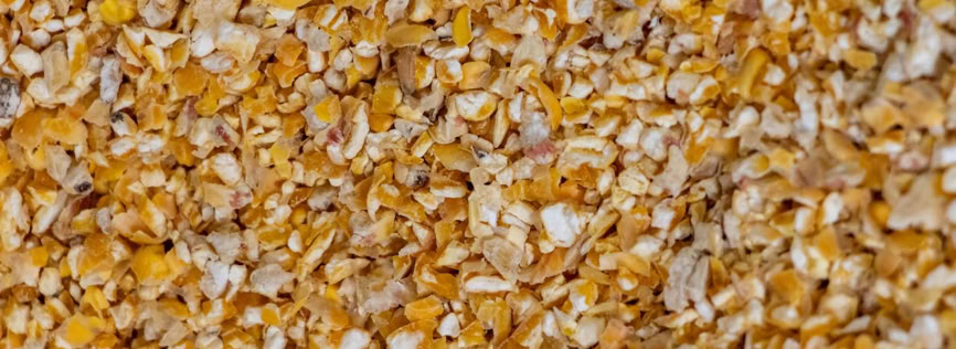 Close-up of coarse yellow and white cornmeal grains.