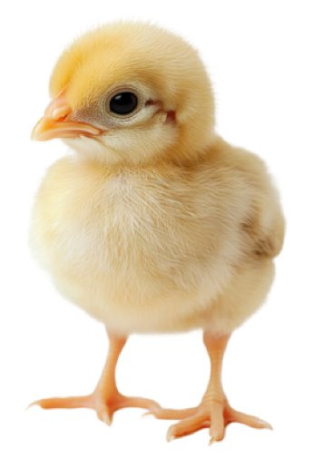 A fluffy yellow chick standing on a white background.